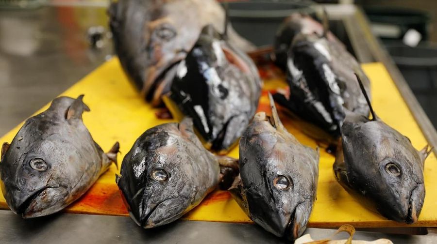Ikan Tuna